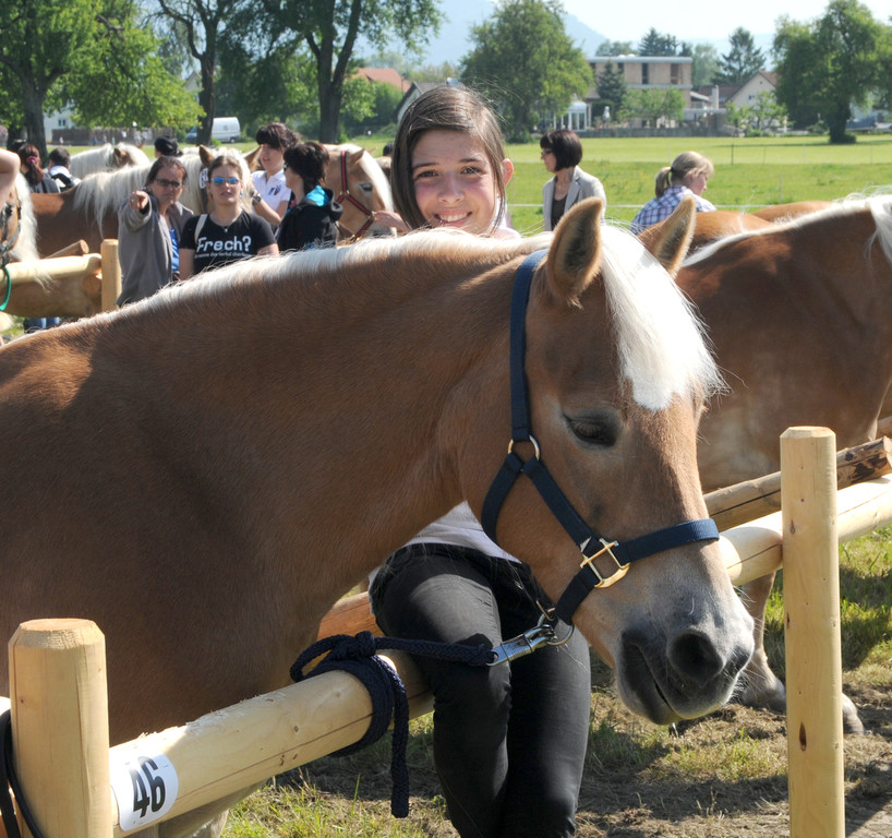 Haflinger H__chst 8_5_2011 4_jpg-1304879290