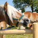 Haflinger H__chst 8_5_2011 7_jpg-1304879344