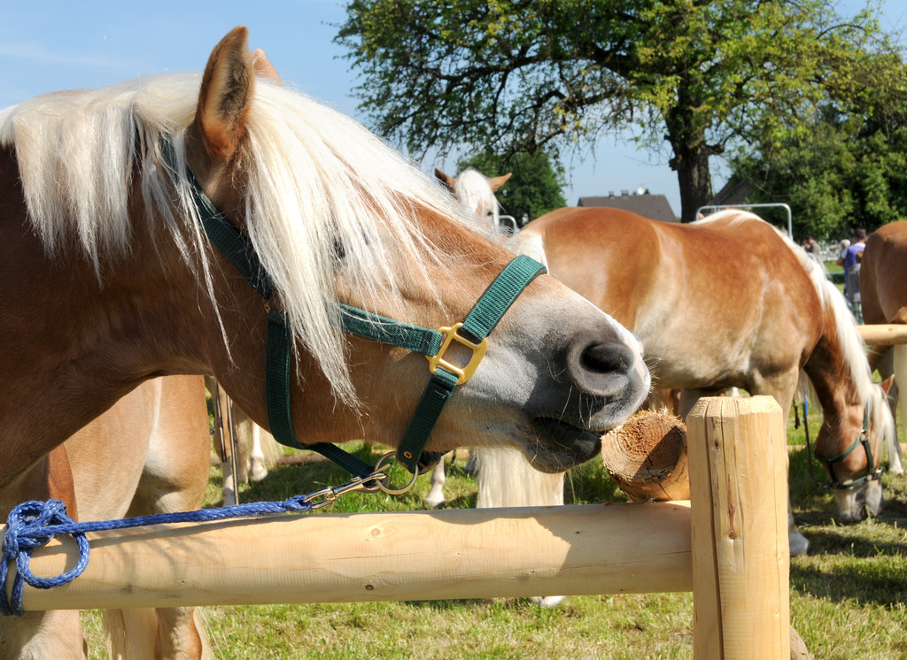 Haflinger H__chst 8_5_2011 7_jpg-1304879344