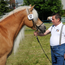 Haflinger H__chst 8_5_2011 9_jpg-1304879407