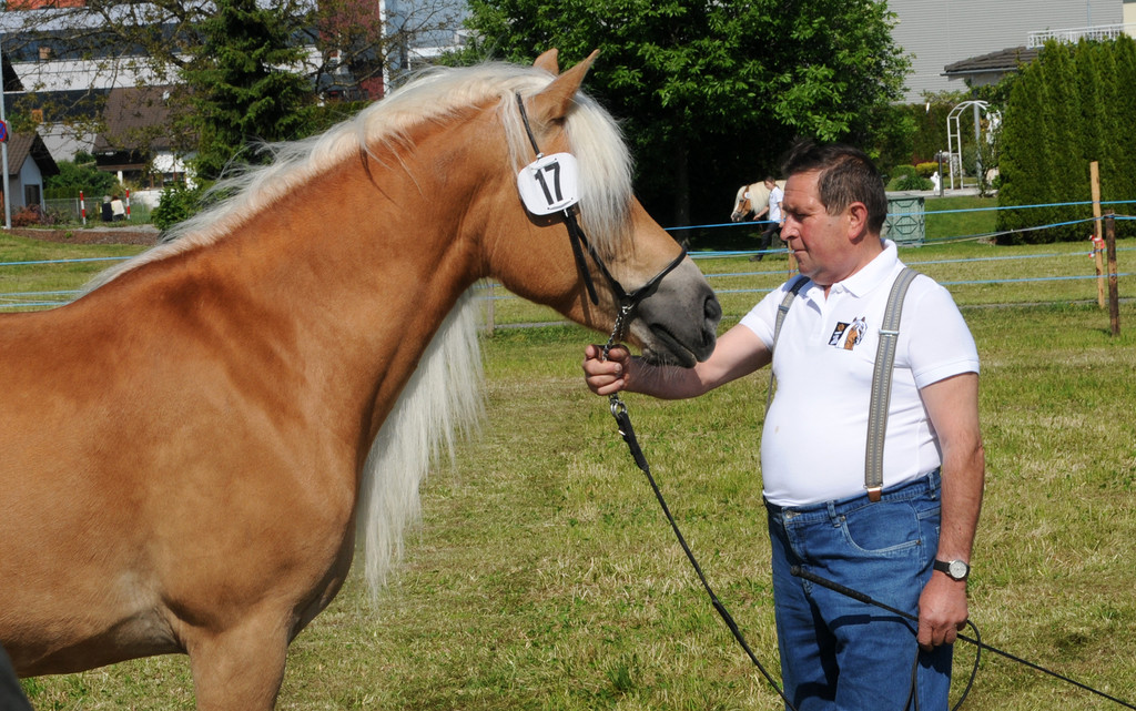 Haflinger H__chst 8_5_2011 9_jpg-1304879407
