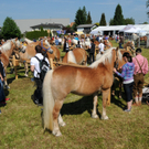 Haflinger H__chst 8_5_2011 11_jpg-1304879466