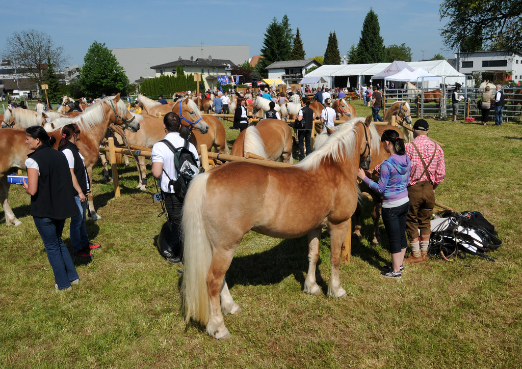 Haflinger H__chst 8_5_2011 11_jpg-1304879466