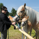 Haflinger H__chst 8_5_2011 14_jpg-1304879510