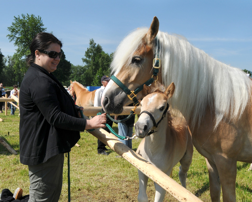 Haflinger H__chst 8_5_2011 14_jpg-1304879510