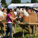 Haflinger H__chst 8_5_2011 15_jpg-1304879557