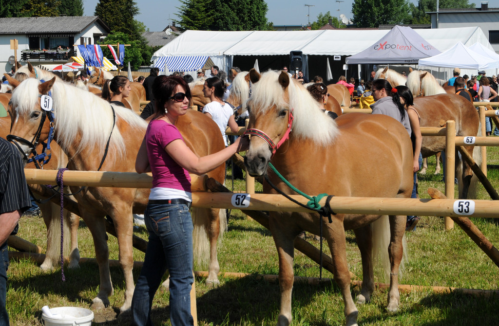 Haflinger H__chst 8_5_2011 15_jpg-1304879557