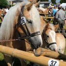 Haflinger H__chst 8_5_2011 19_jpg-1304879609