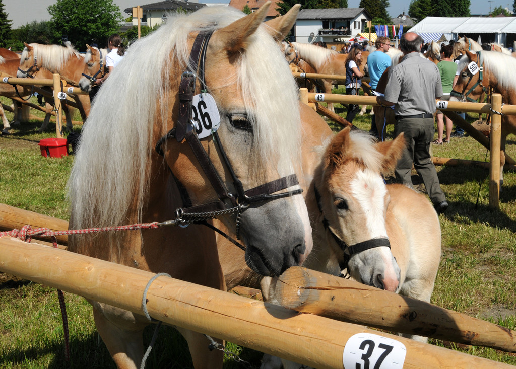 Haflinger H__chst 8_5_2011 19_jpg-1304879609