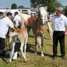 Haflinger H__chst 8_5_2011 26_jpg-1304879665