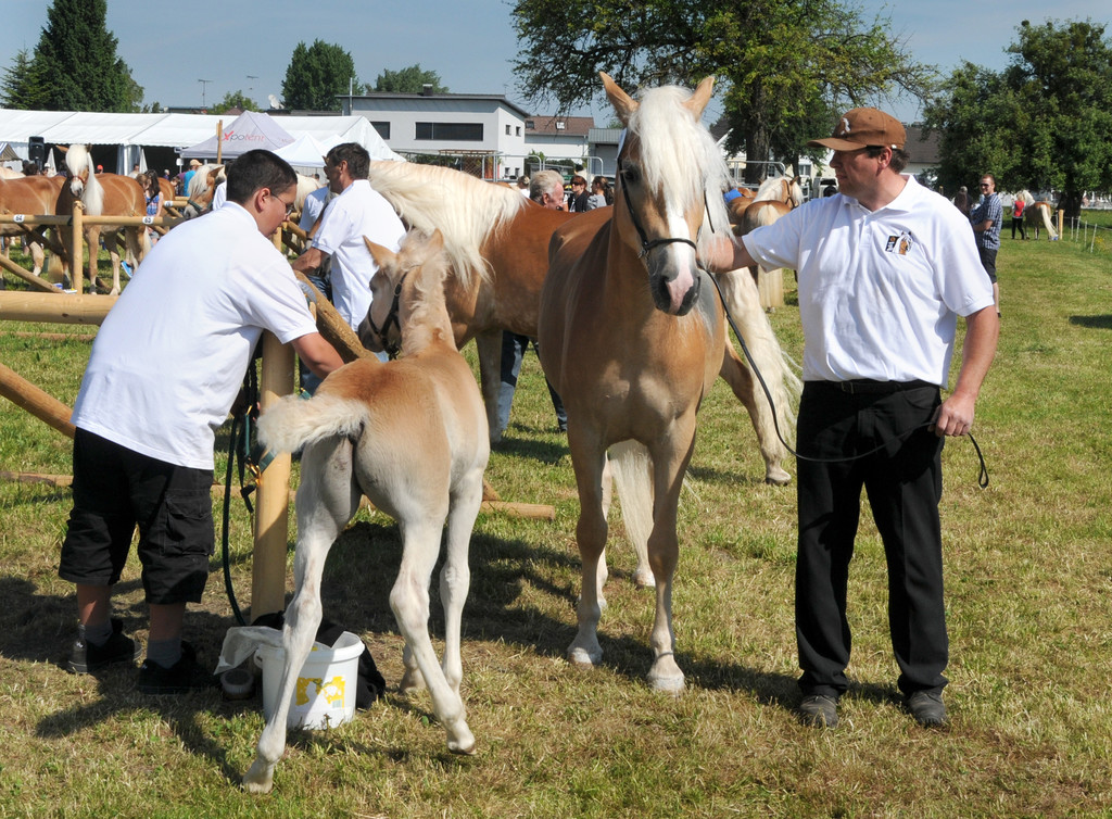 Haflinger H__chst 8_5_2011 26_jpg-1304879665