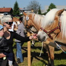 Haflinger H__chst 8_5_2011 29_jpg-1304879768
