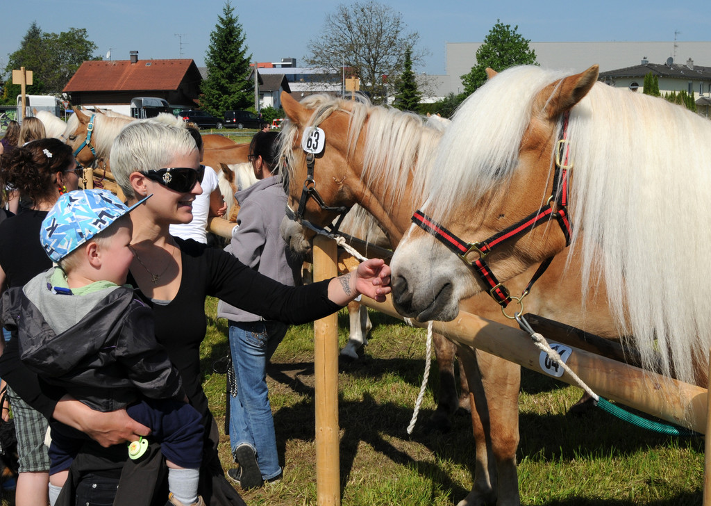 Haflinger H__chst 8_5_2011 29_jpg-1304879768