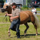 Haflinger H__chst 8_5_2011 40_jpg-1304879908