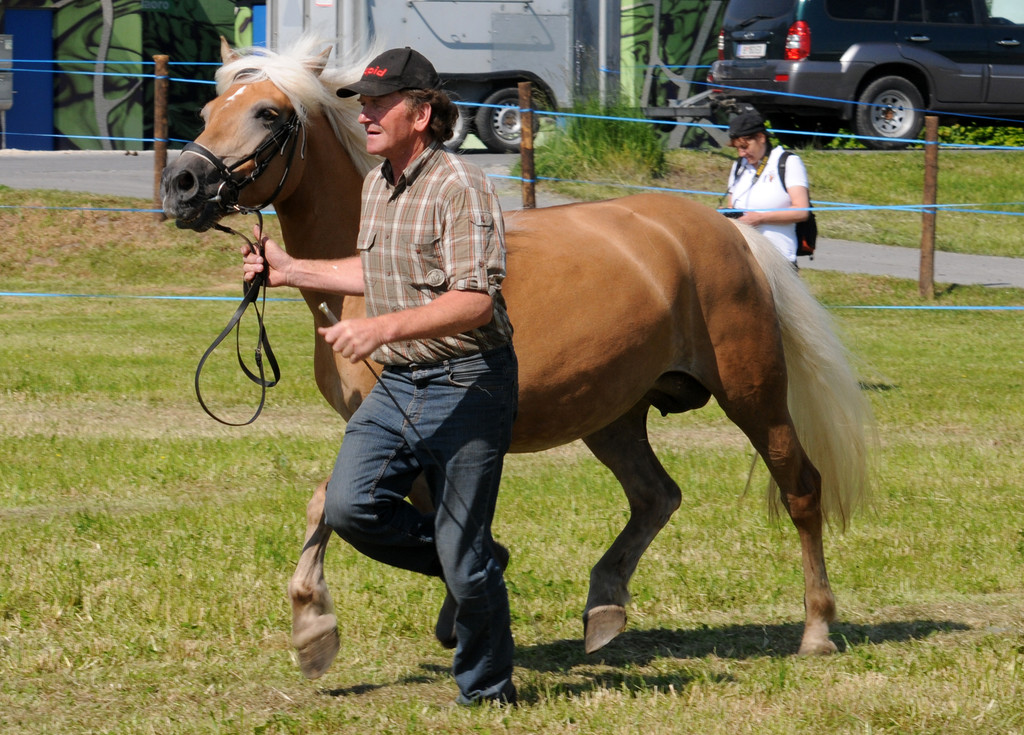 Haflinger H__chst 8_5_2011 40_jpg-1304879908