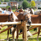 Haflinger H__chst 8_5_2011 44_jpg-1304879964