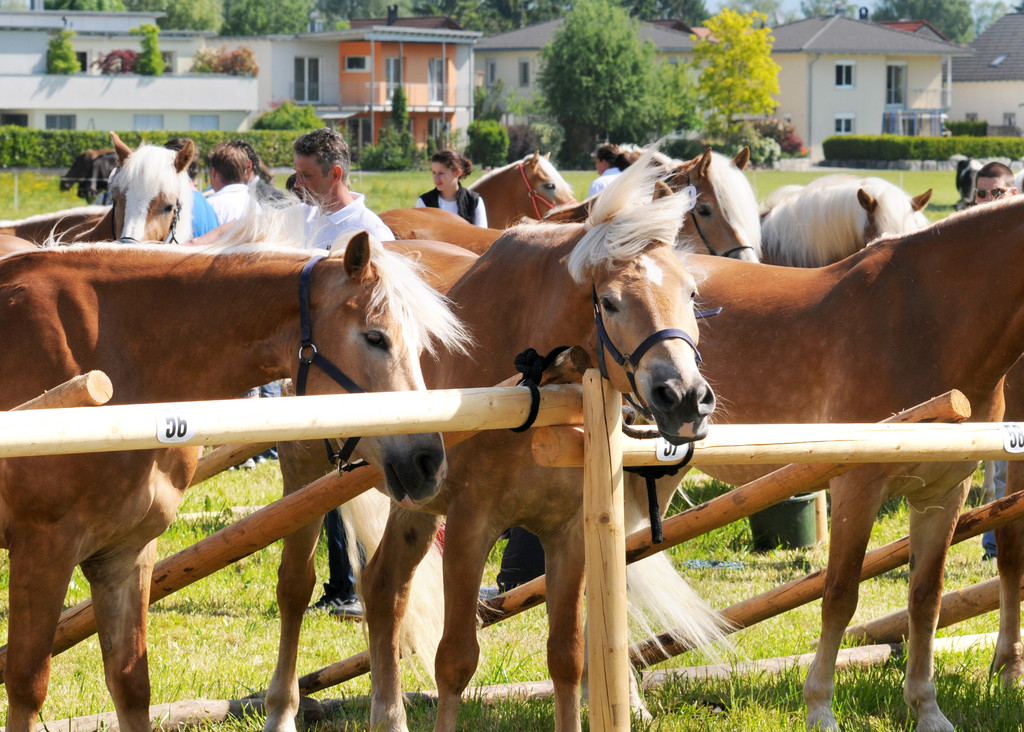 Haflinger H__chst 8_5_2011 44_jpg-1304879964