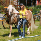 Haflinger H__chst 8_5_2011 63_jpg-1304880100