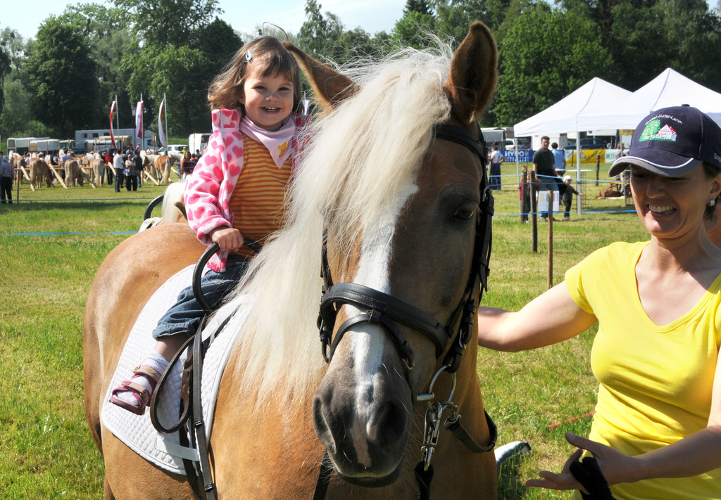 Haflinger H__chst 8_5_2011 67_jpg-1304880142