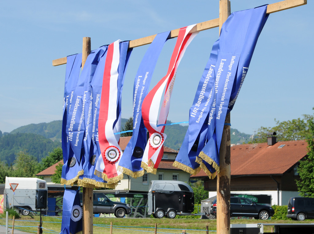 Haflinger H__chst 8_5_2011 78_jpg-1304880257