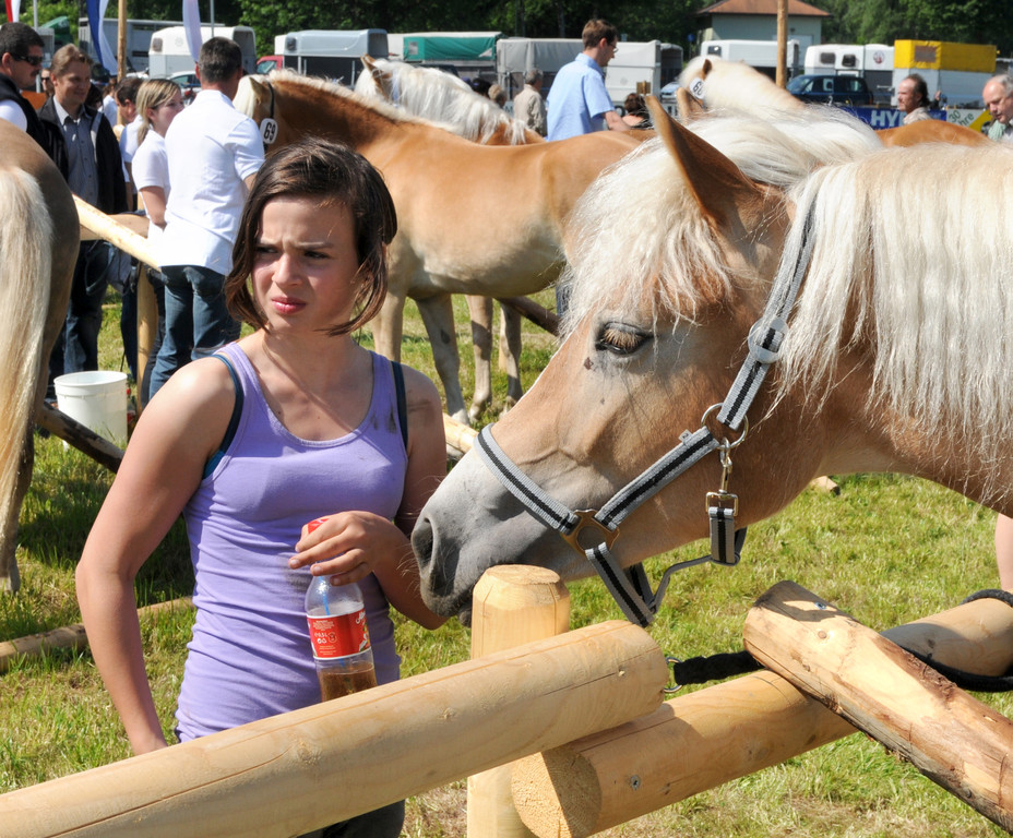 Haflinger H__chst 8_5_2011 80_jpg-1304880351