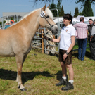 Haflinger H__chst 8_5_2011 84_jpg-1304880435
