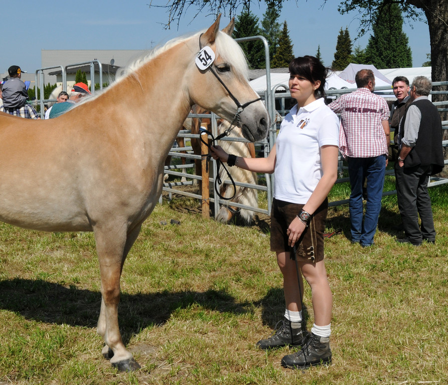 Haflinger H__chst 8_5_2011 84_jpg-1304880435
