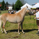 Haflinger H__chst 8_5_2011 86_jpg-1304880495