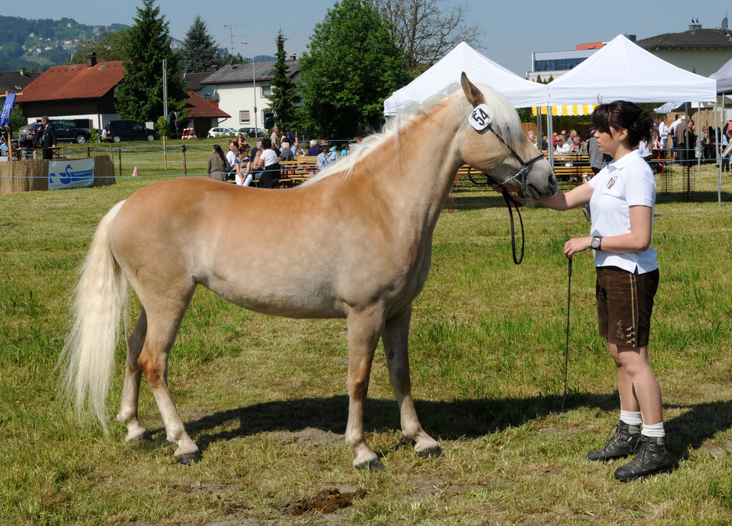 Haflinger H__chst 8_5_2011 86_jpg-1304880495