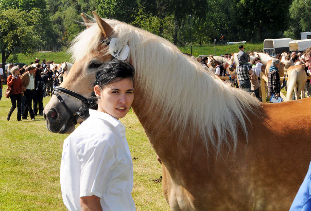 Haflinger H__chst 8_5_2011 90_jpg-1304880546