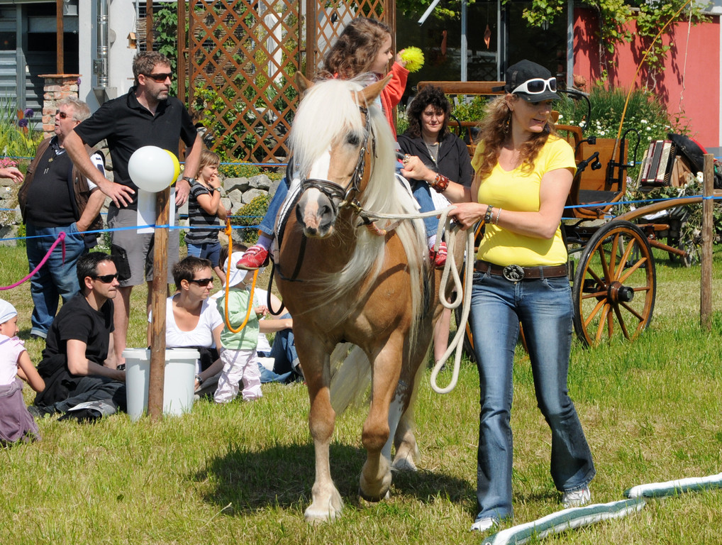Haflinger H__chst 8_5_2011 96_jpg-1304880706