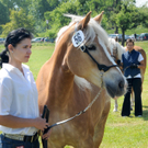 Haflinger H__chst 8_5_2011 101_jpg-1304880763