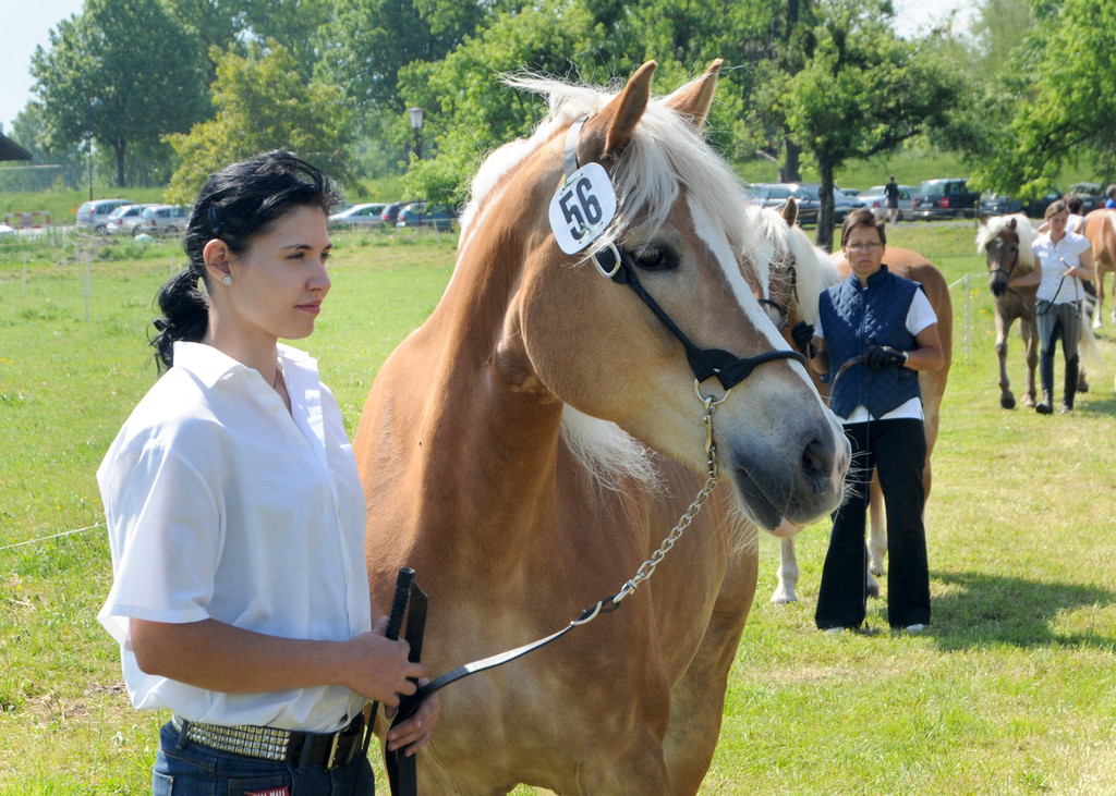 Haflinger H__chst 8_5_2011 101_jpg-1304880763