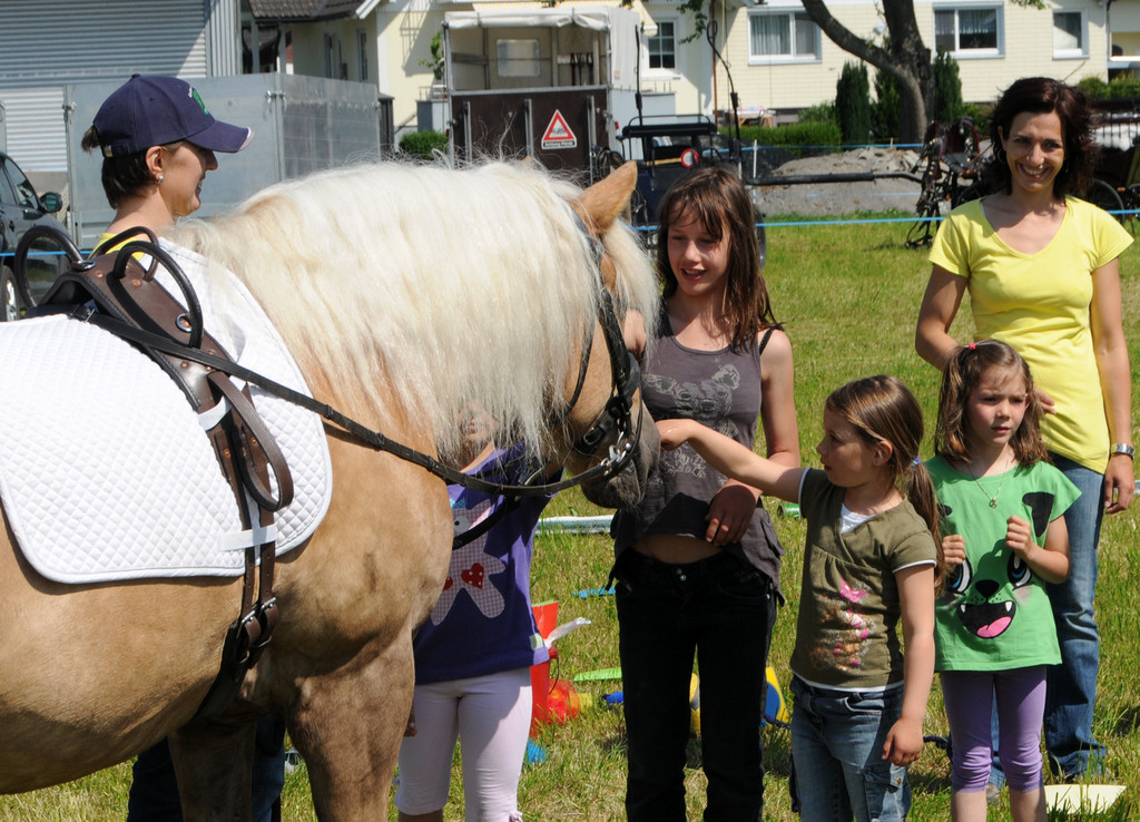 Haflinger H__chst 8_5_2011 102_jpg-1304880801