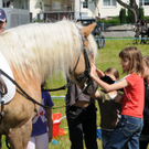 Haflinger H__chst 8_5_2011 103_jpg-1304880845