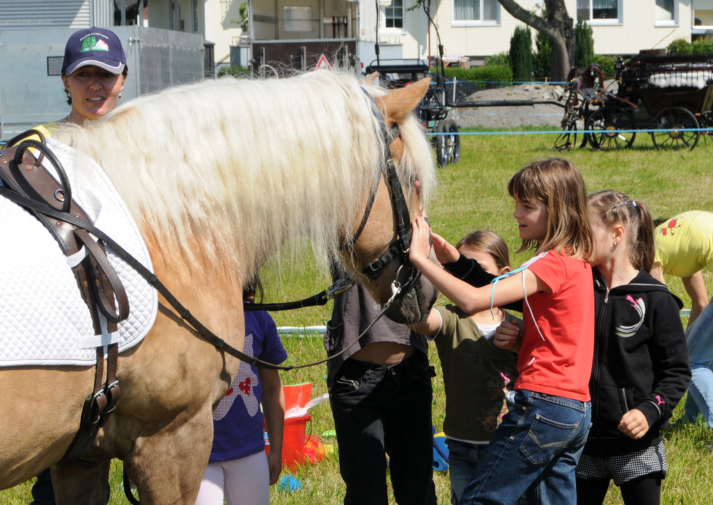 Haflinger H__chst 8_5_2011 103_jpg-1304880845