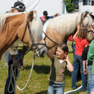 Haflinger H__chst 8_5_2011 105_jpg-1304880894