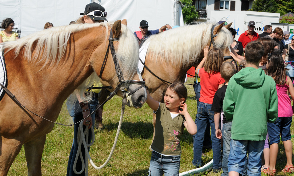 Haflinger H__chst 8_5_2011 105_jpg-1304880894