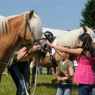 Haflinger H__chst 8_5_2011 107_jpg-1304880987