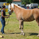 Haflinger H__chst 8_5_2011 112_jpg-1304881041