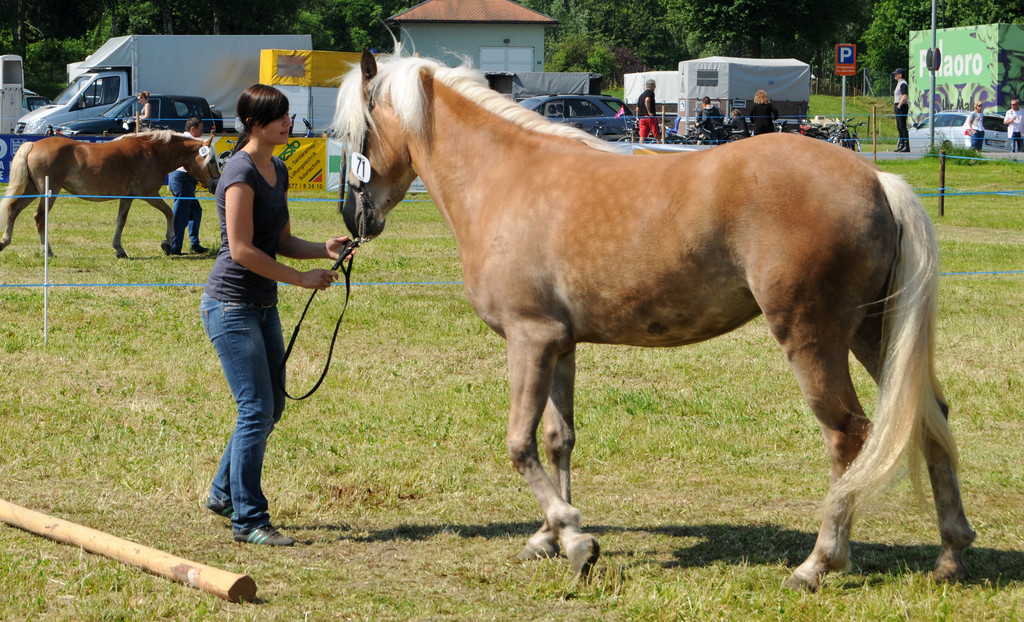 Haflinger H__chst 8_5_2011 112_jpg-1304881041