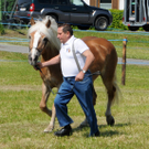 Haflinger H__chst 8_5_2011 113_jpg-1304881105