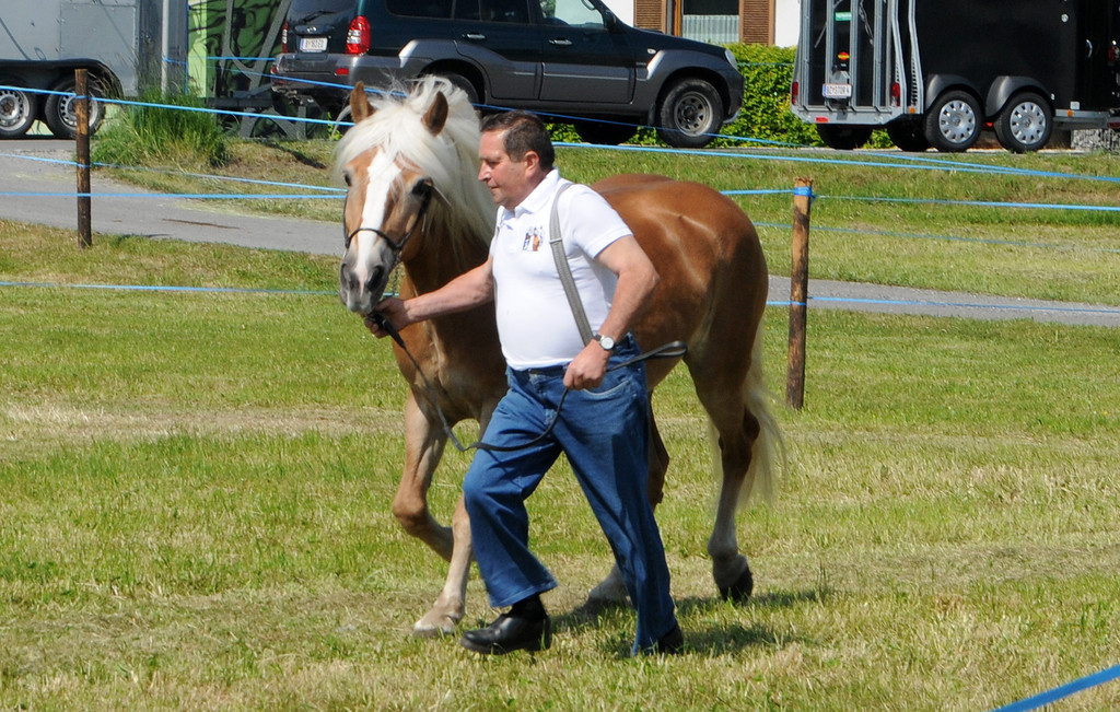 Haflinger H__chst 8_5_2011 113_jpg-1304881105