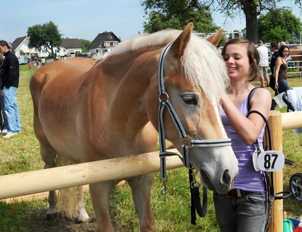 Haflinger H__chst 8_5_2011 121_jpg-1304881199