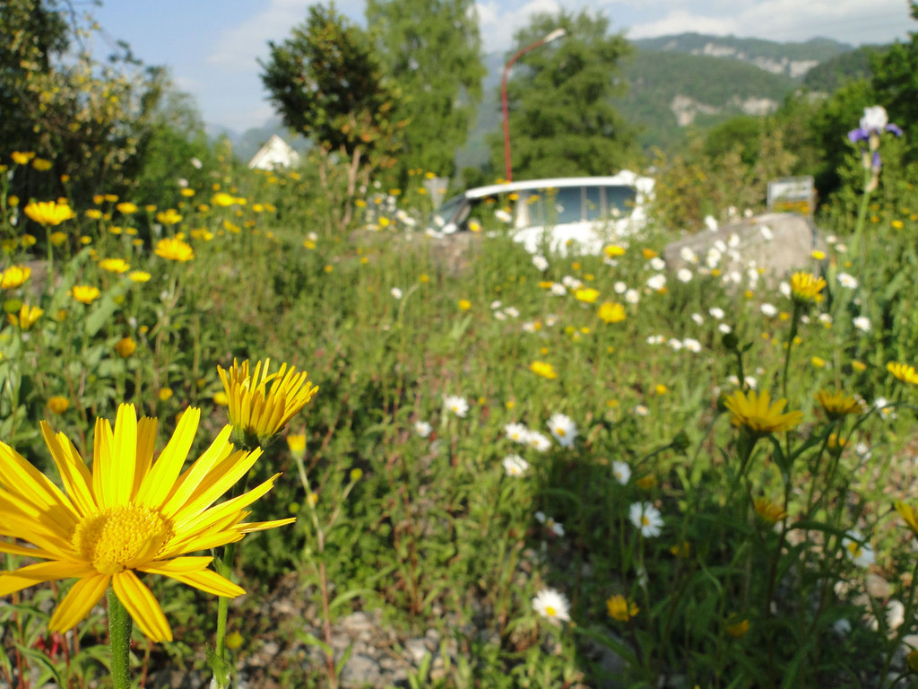 auf naturnahen verkehrsfl__chen bl__hen wildpflanzen um die wette_jpg-1304946085