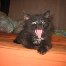 Lilly07.jpg