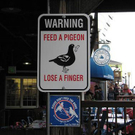 dont-feed-the-birds.jpg