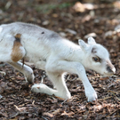 Rentier-Nachwuchs im Tiergarten Schönbrunn