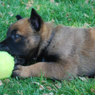 Hund mit Ball_JPG-1305299597