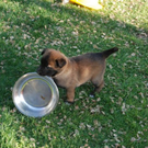 Hund1_JPG-1305300165